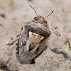 Crypsinus angustatus